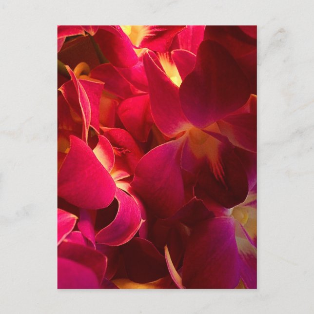 Carte Postale Velvet (Devant)