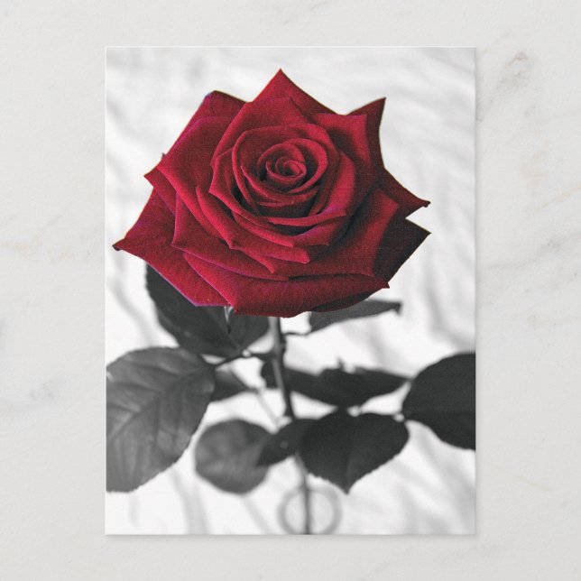 Carte Postale VelvetRose (Devant)