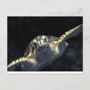 Carte Postale "Venez à vous"