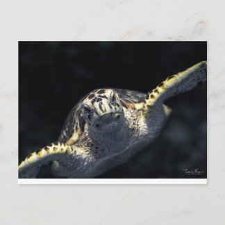 Carte Postale "Venez à vous"