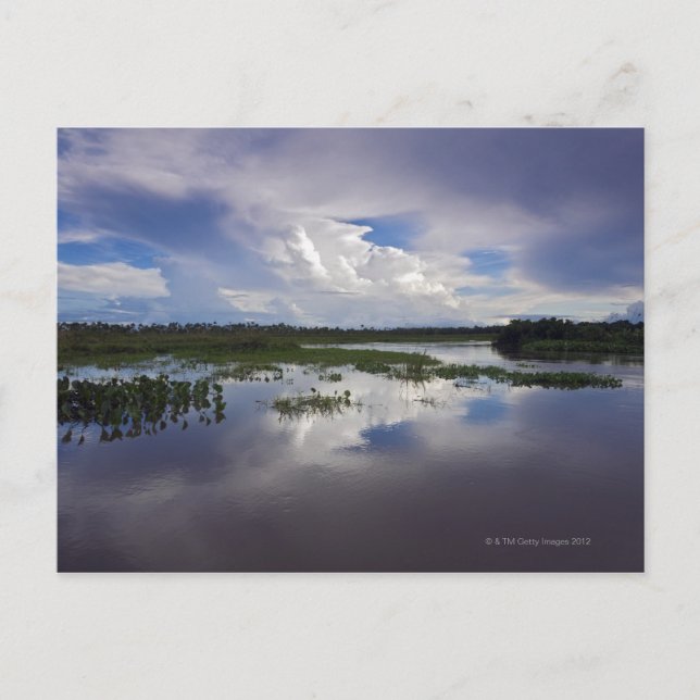 Carte Postale Venezuela, Delta Amacuro, Delta de l'Orinoco (Devant)