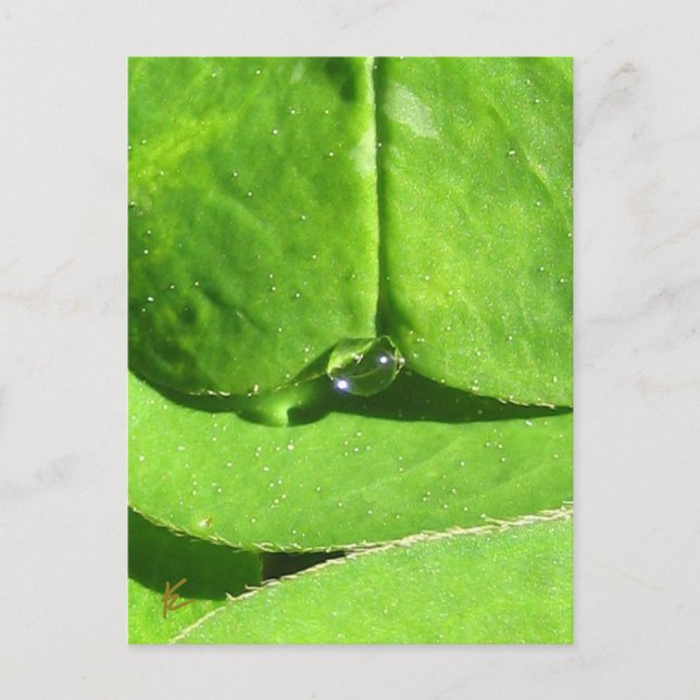 Carte Postale Ventre Femme, Déesse Verte Clover (Devant)