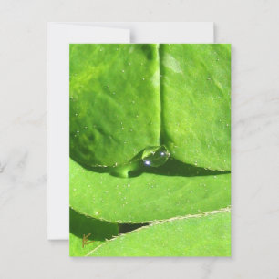 Carte Postale Ventre Femme, Déesse Verte Clover