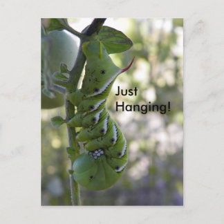 Carte Postale ver à tomates / Caterpillar