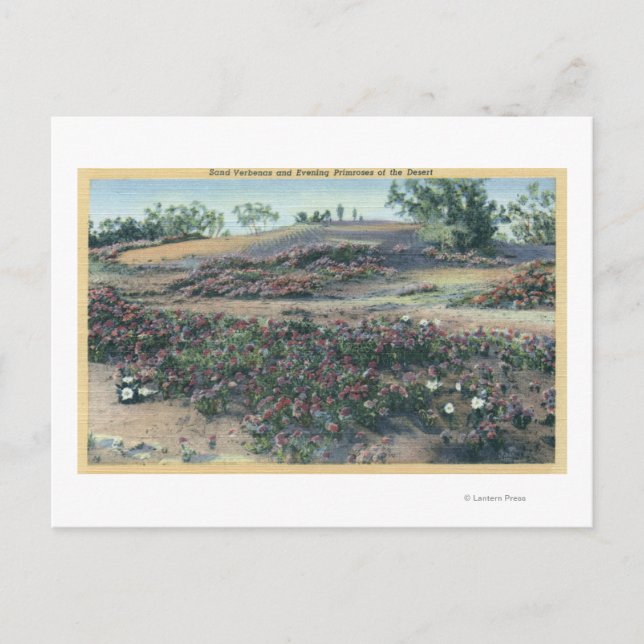 Carte Postale Verbenas du sable et Primroses du désert (Devant)