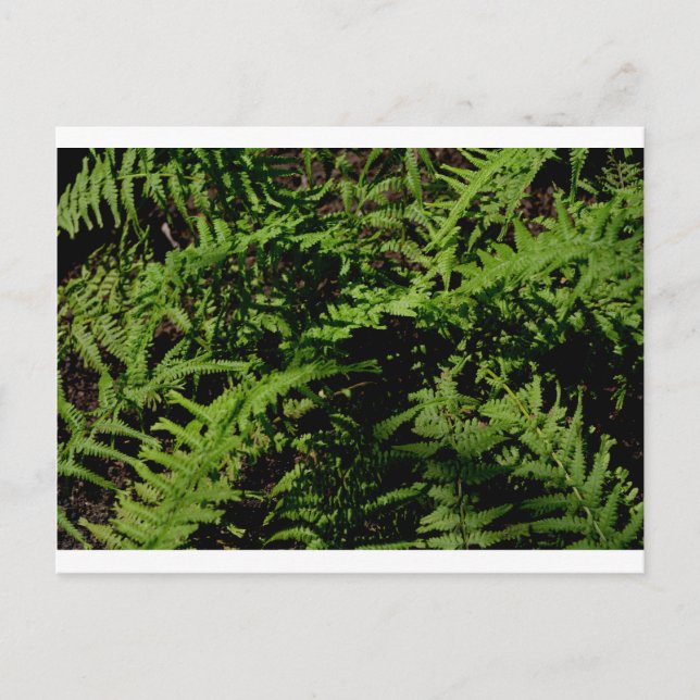 Carte Postale verdure botanique Forêt Plancher Fermes (Devant)