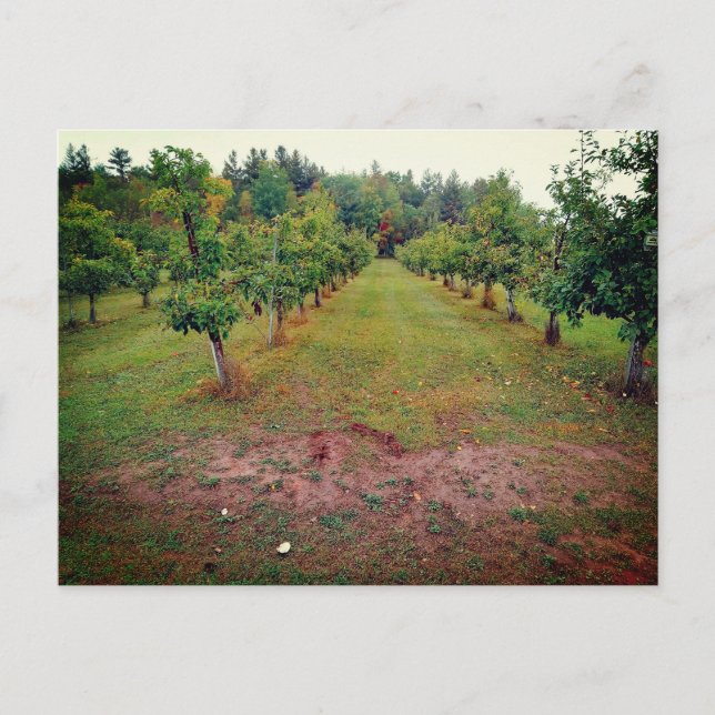 Carte Postale verger de pommiers Cider Flats Hinckley Minnesota  (Devant)