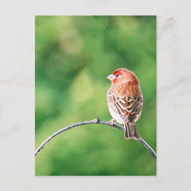Carte postale Véritable Maison de Photo Finch Natu (Devant)