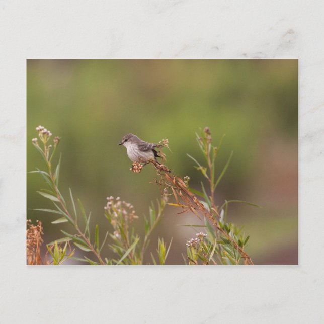 Carte Postale Vermilion femelle (Devant)
