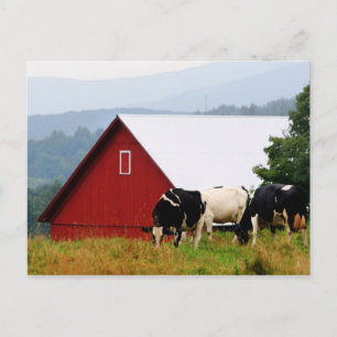 Carte postale Vermont Cow Farm