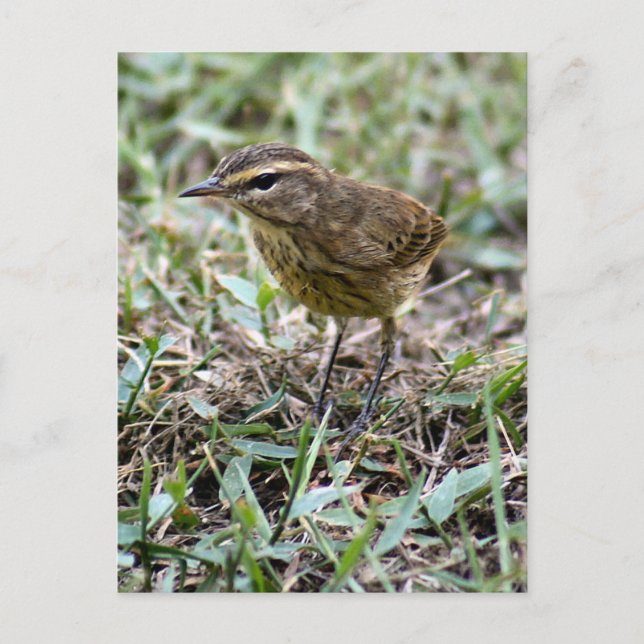 Carte postale Vero Bird Photo (Devant)
