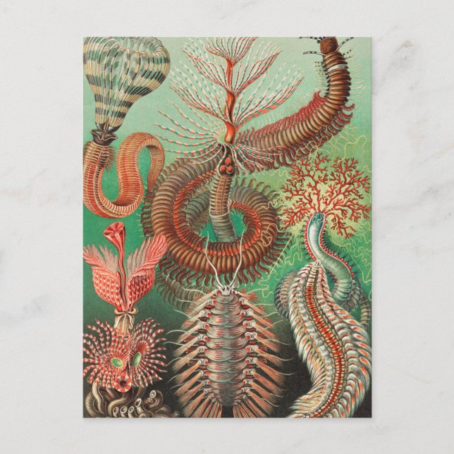Carte Postale Vers, Annelids Chaetopoda par Ernst Haeckel (Devant)