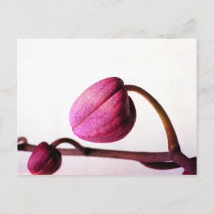 Carte Postale Vers la floraison