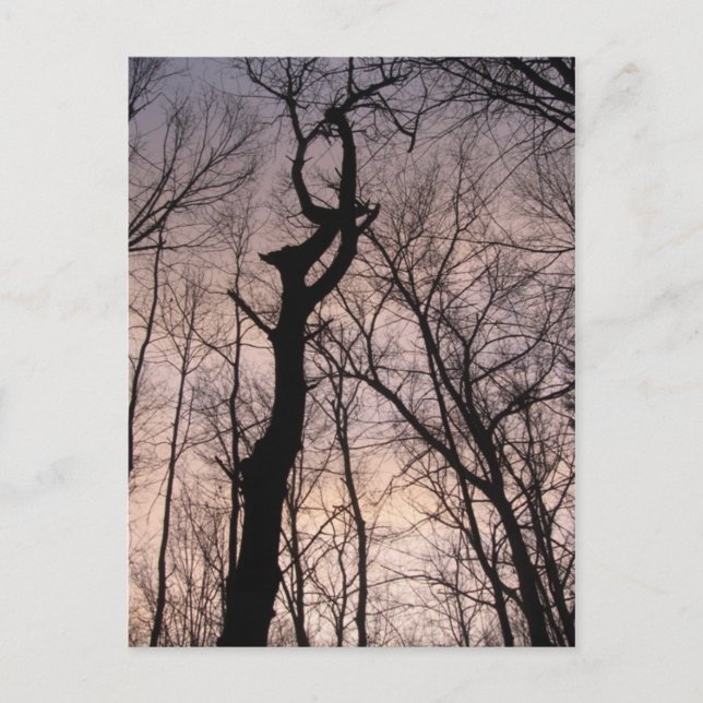 Carte Postale vers le ciel (Devant)