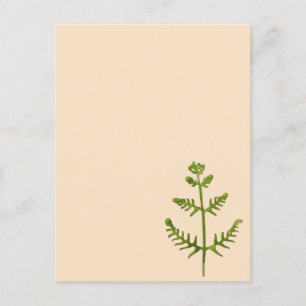 Carte Postale vert de printemps