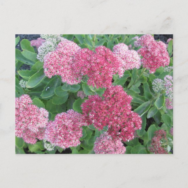 Carte Postale Vert de rose d'usine de jardin de floraison de (Devant)