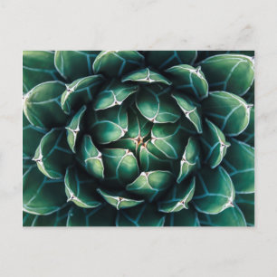 Carte Postale Vert et blanc Succulent