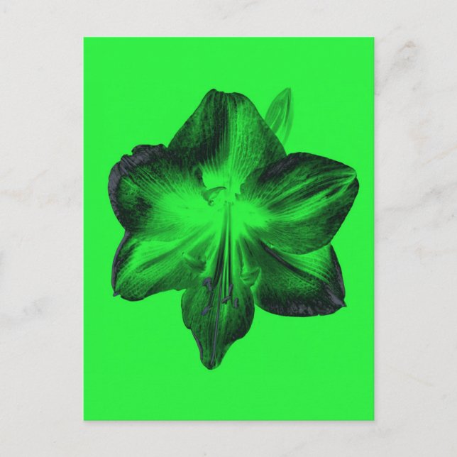 Carte Postale Vert foncé sur vert clair Amaryllis (Devant)