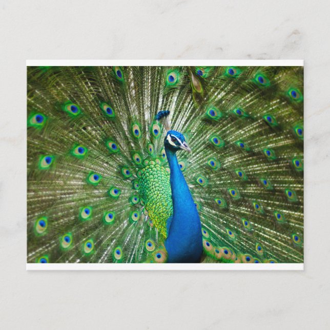 Carte Postale Vert Peacock/bleu (Devant)