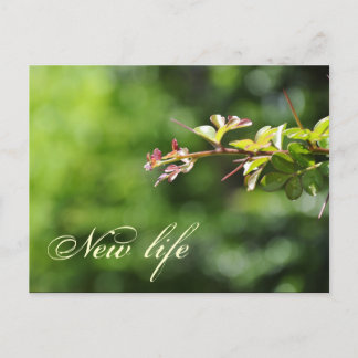Carte postale verte
