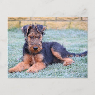 Carte postale verte Airedale Terrier Chien Chien C