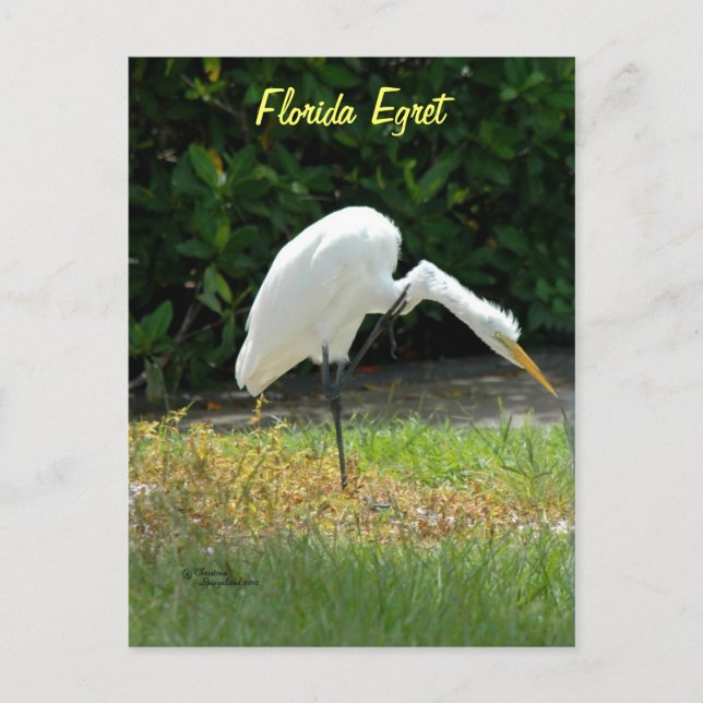 Carte postale verte de Floride (Devant)