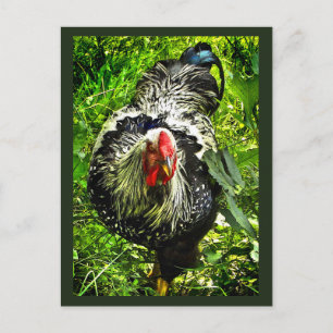 Carte postale verte de l'oiseau-coq noir blanc Wya