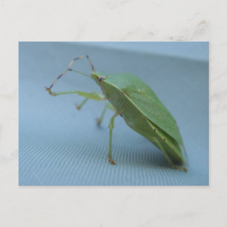 Carte postale verte d'insecte de puanteur