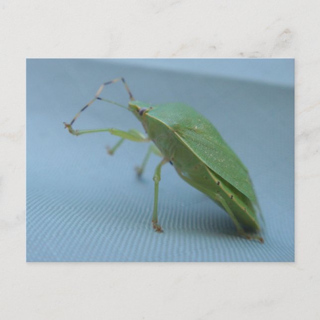 Carte postale verte d'insecte de puanteur (Devant)