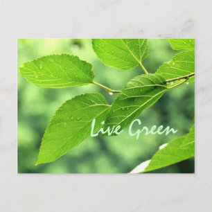 Carte postale 'verte en direct'