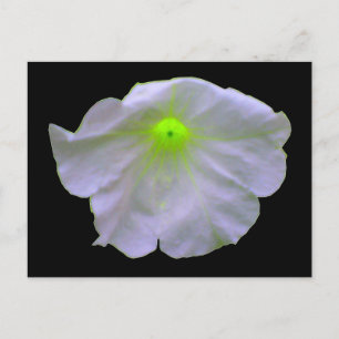 Carte postale verte Petunia