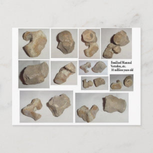 CARTE POSTALE VERTEBRA MAMMIQUE FOSSILISÉ