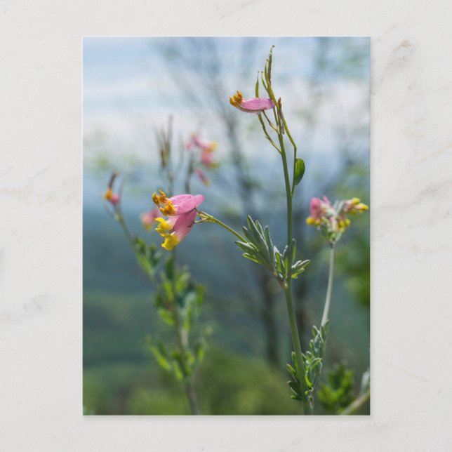 Carte postale verticale Fleur sauvage Corydalis (Devant)