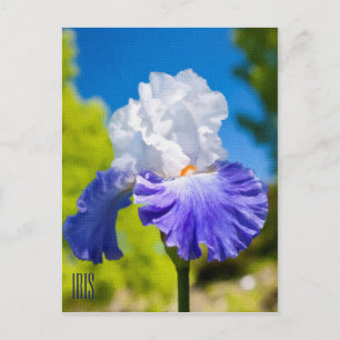 Carte postale verticale Iris