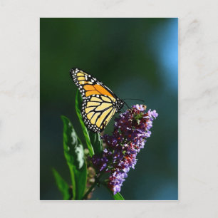 Carte postale Verticale Monarch Flutts