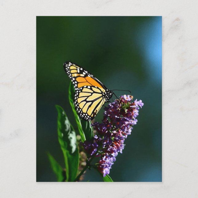 Carte postale Verticale Monarch Flutts (Devant)