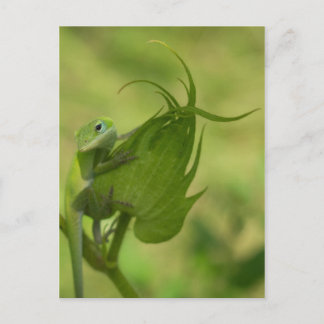 Carte Postale Verts du Sud