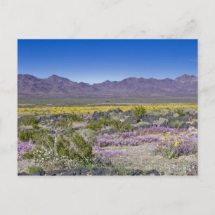 Carte Postale Verveine de sable et Desert Gold à Amboy Crater, C