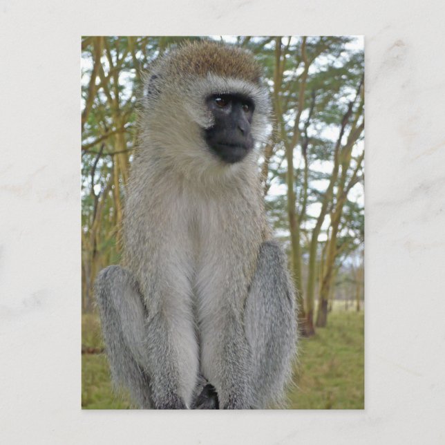 Carte Postale Vervet Monkey (Devant)