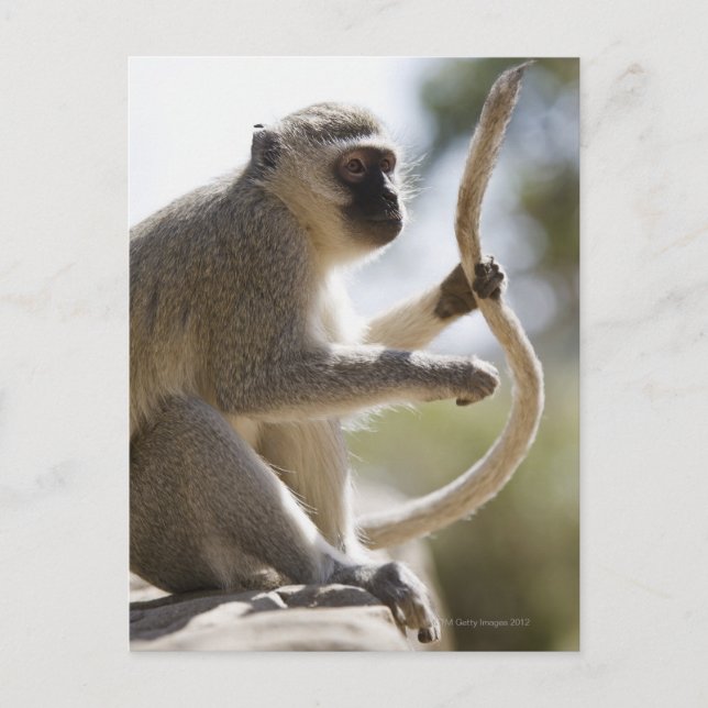 Carte Postale Vervet singe tenant la queue (Devant)