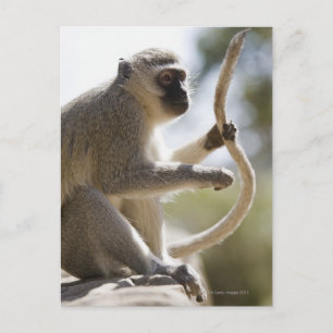 Carte Postale Vervet singe tenant la queue