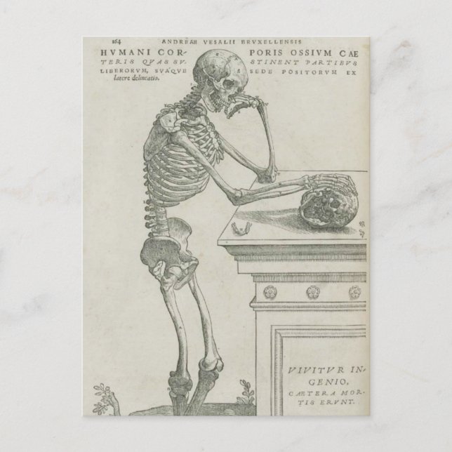 Carte Postale Vesalius Skeletal Image (Devant)