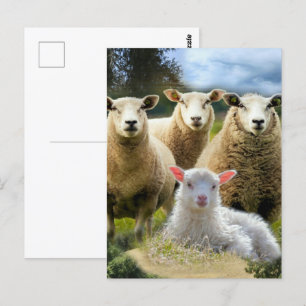 Carte Postale Vestige de mouton Herbe de mouton Agneau de bébé