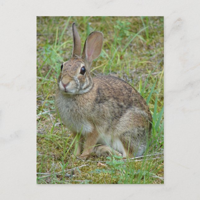 Carte Postale Vêtements et cadeaux de coton de l'Est du lapin sa (Devant)