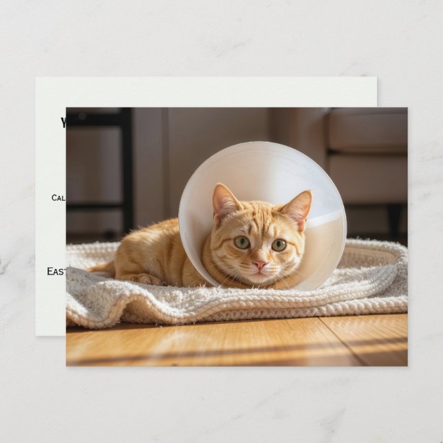 Carte Postale Veterinarian Ginger Cat Wearing a Cone of Shame (Devant / Derrière)