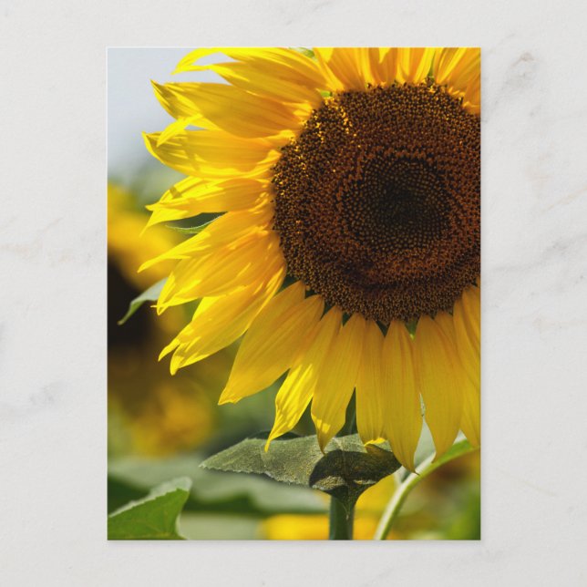Carte postale - Vibrance estivale de tournesol (Devant)