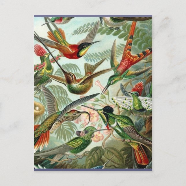 Carte Postale Vibrant colibri Vintage art exotique tropical (Devant)