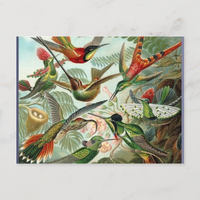 Carte Postale Vibrant colibri Vintage art exotique tropical (Devant)