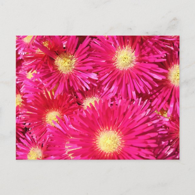 Carte Postale Vibrant trailing ice plant (Devant)