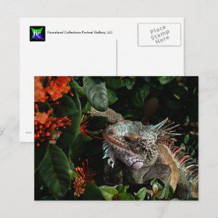 Carte postale vibrante Iguana, Îles Vierges améric